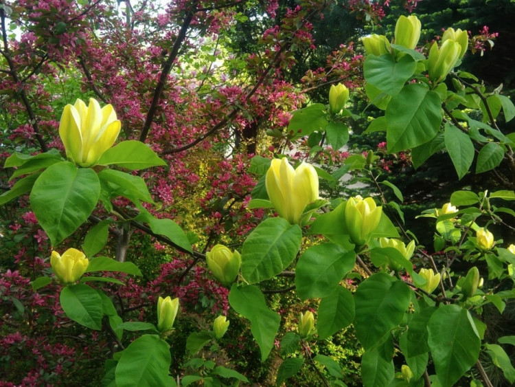 Magnolia brooklińska 'Yellow Bird'