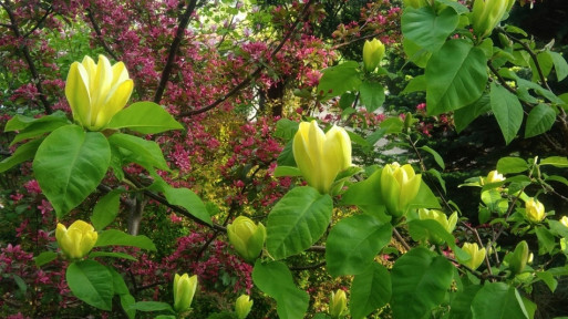 Magnolia brooklińska 'Yellow Bird'