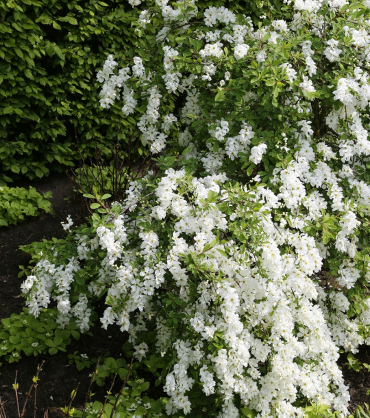 Obiela Exochorda The Bride fot. Grzegorz Falkowski ZSzP