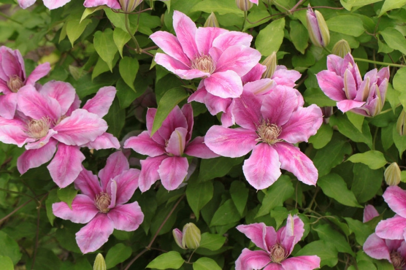 Powojnik (Clematis) - TOP 10 pnączy ogrodowych