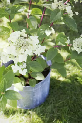 hortensja bukietowa w doniczce fot. Flower Council Holland