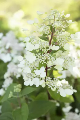 hortensja bukietowa w doniczce fot. Flower Council Holland