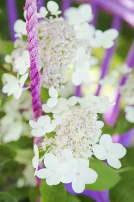 hortensja bukietowa w doniczce fot. Flower Council Holland