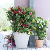 Mandevilla (dipladenia) w domu i na balkonie | Jak o nią dbać? Jak przezimować?