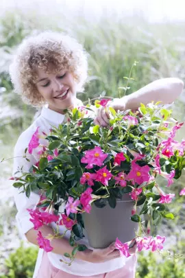 mandevilla na balkonie fot. Flower Council Holland