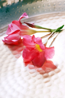 mandevilla na balkonie fot. Flower Council Holland