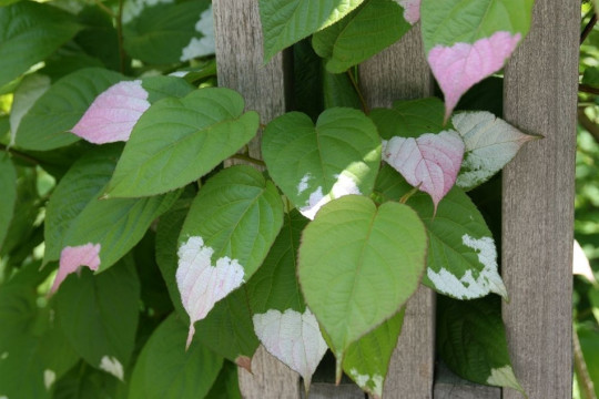 Aktinidia pstrolistna - owocowe pnącze fot. David Stang - CC BY-SA 4.0 - Wikimedia Commons