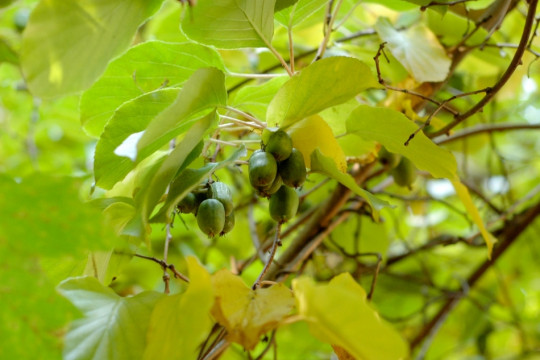 aktinidia ostrolistna fot. Zach - Fotolia.com