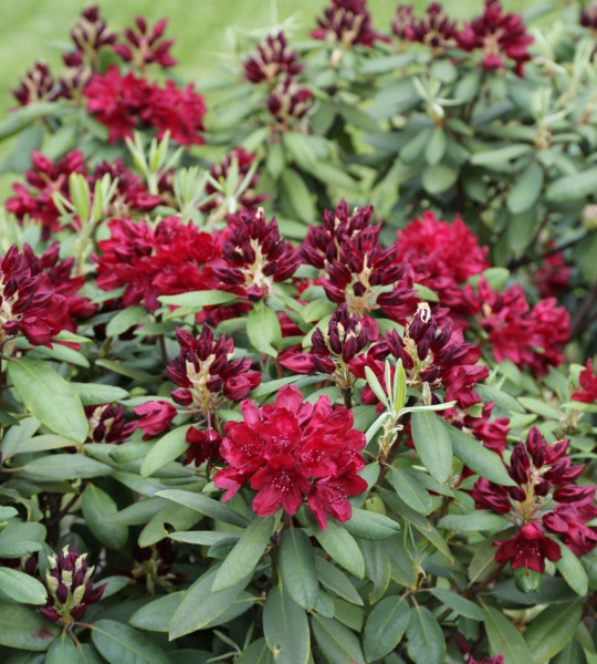 Rhododendron Francesca fot. Grzegorz Falkowski ZSzP