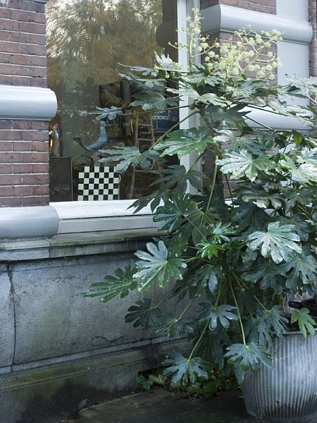 Fatsja japońska (Fatsia japonica)