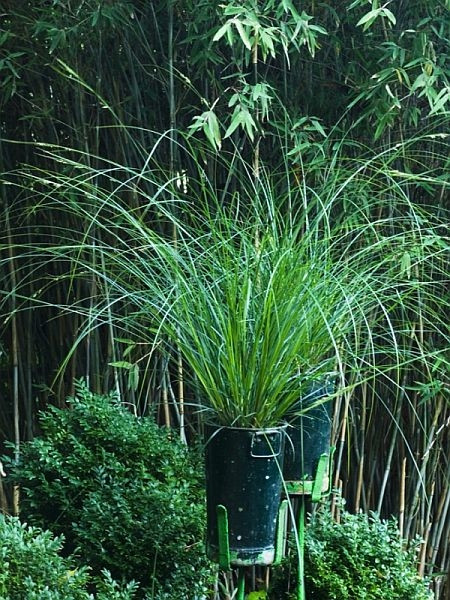 Turzyca (Carex)