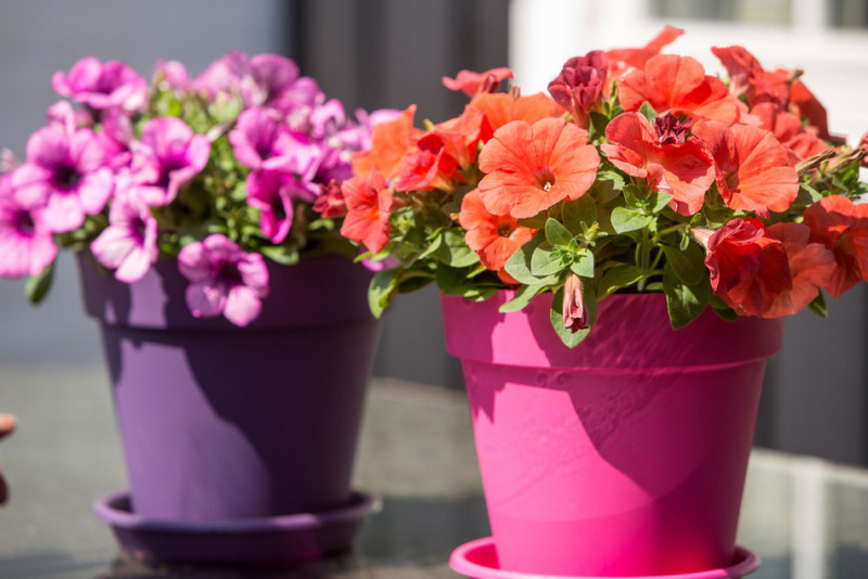 Petunia w doniczce, fot. Flora Dania