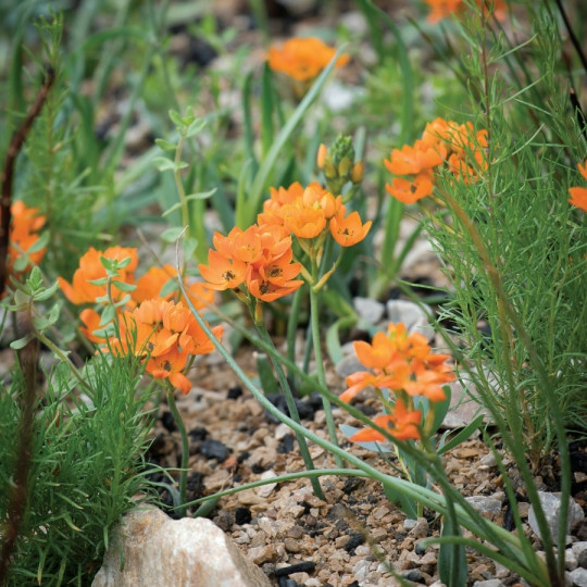 śniedek wątpliwy na Chelsea Flower Show 2018 - Gardeners World Polska 4-2018