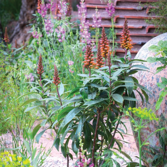 naparstica kanaryjska na Chelsea Flower Show 2018 - Gardeners World Polska 4-2018