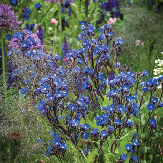 farbownik lazurowy na Chelsea Flower Show 2018 - Gardeners World Polska 4-2018