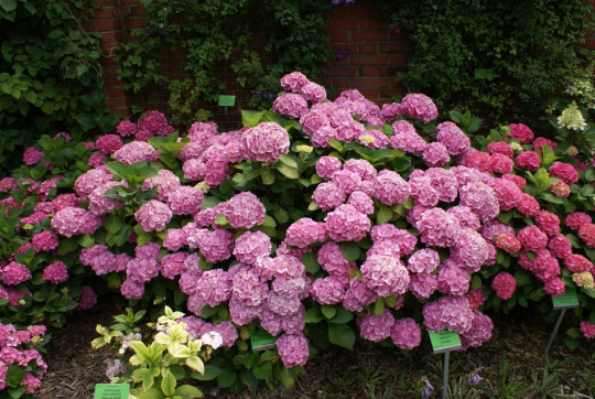 Hydrangea macrophylla Bodensee fot. Grzegorz Falowski ZSzP