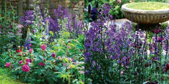 Chelsea Flower Show 2018 fot. Łukasz Skop