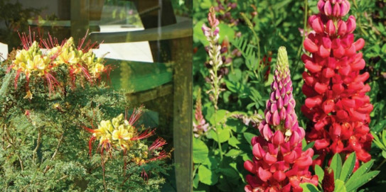 Chelsea Flower Show 2018 fot. Łukasz Skop.jpg