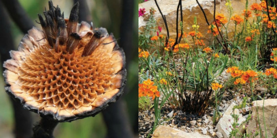 Chelsea Flower Show 2018 fot. Łukasz Skop