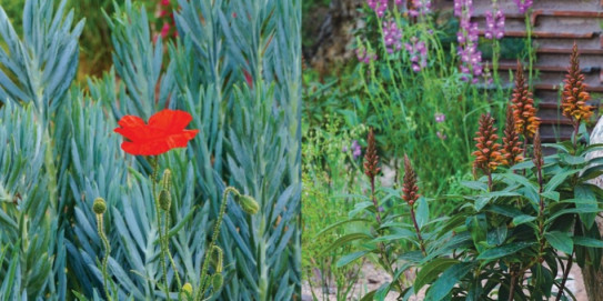 Chelsea Flower Show 2018 fot. Łukasz Skop