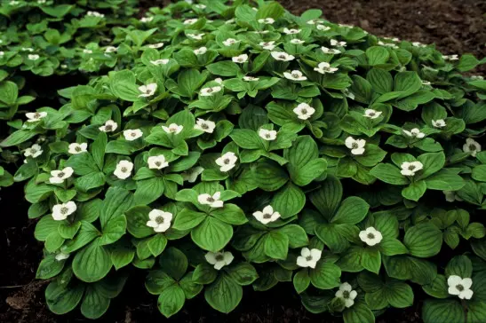 dereń kanadyjski Cornus canadensis fot. iVerde