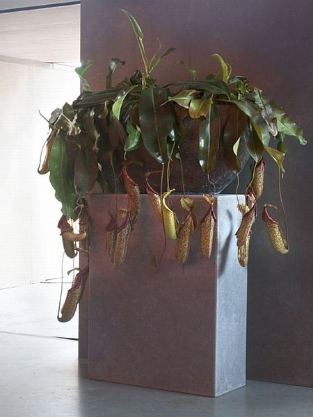 Dzbanecznik (Nepenthes)