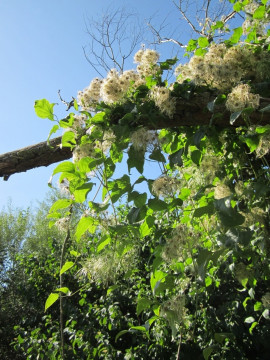 Clematis Vitalba fot. WikimediaImages