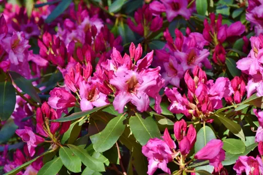 Różanecznik rododendron fot. Capri23auto - Pixabay.com