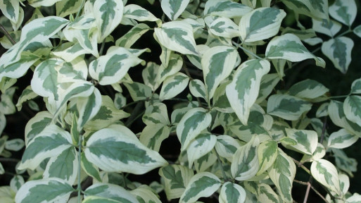 Dereń jadalny 'Variegata'