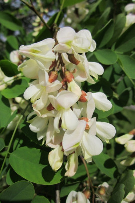 kwitnąca robinia fot. WikimediaImages