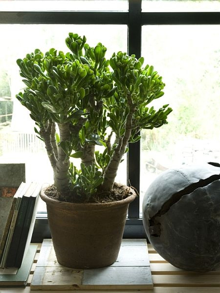 Grubosz Gollum (Crassula ovata 'Gollum')