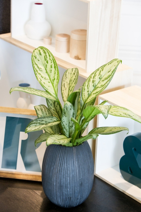 Aglaonema fot. Flora Dania