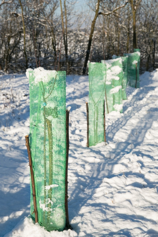 Osłony dla roślin owocowych Fotolia