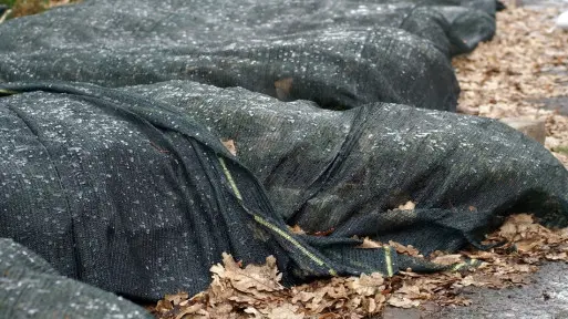 Jak zabezpieczyć drzewa i krzewy liściaste przed zimą? Praktyczne porady