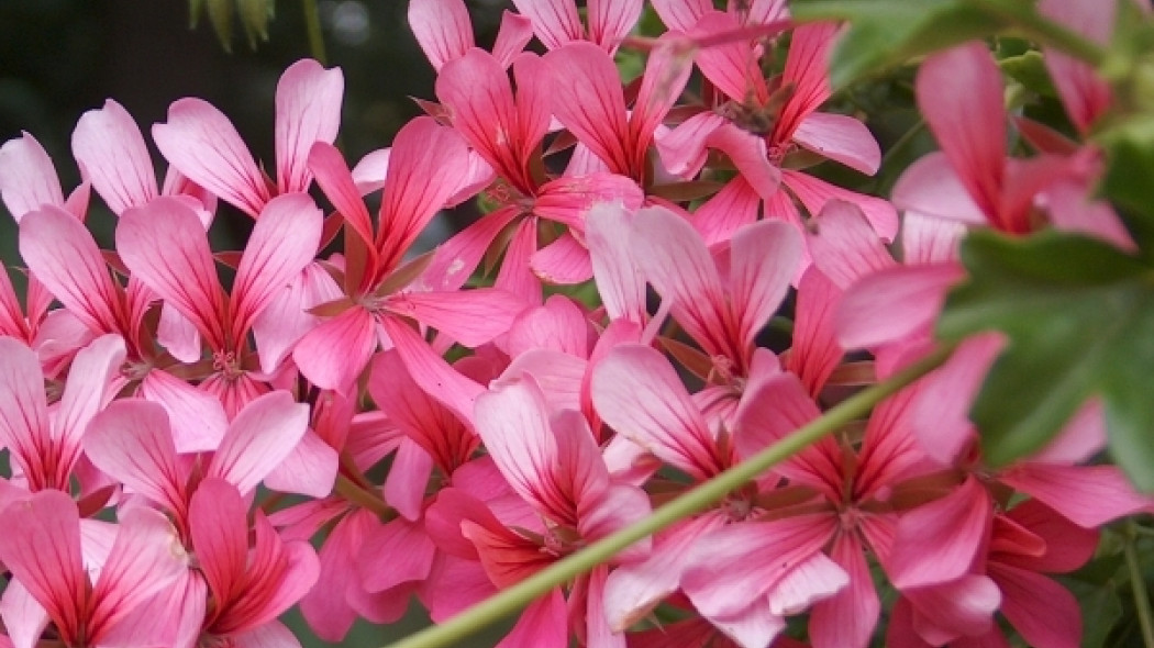 Pelargonia bluszczolistna