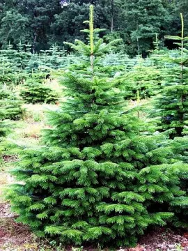 Jodła kaukaska (Abies nordmanniana), fot. Mas Green s.c.