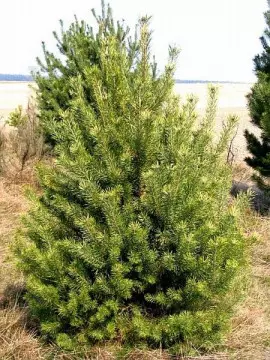 Sosna pospolita (Pinus silvestris), fot. Mas Green s.c.