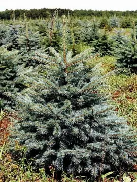 Świerk kłujący (Picea pungens), fot. Mas Green s.c.