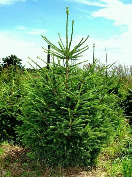 Świerk pospolity (Picea abies), fot. Mas Green s.c.