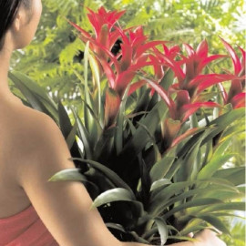 Guzmania (Guzmania) Ta niezwykła roślina pochodzi z Ameryki Środkowej oraz Południowej. Przez cały rok potrzebuje dość wysokiej temperatury, ocienionego miejsca i sporej wilgotności powietrza. Podlewa się ją tylko miękką, przegotowaną wodą. Od marca do sierpnia warto dodać trochę nawozu, fot. Biuro Kwiatowe Holandia