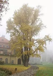 Miłorząb dwuklapowy (Ginko biloba) pochodzi z Chin. Do Polski pierwszy okaz sprowadzono właśnie do ogrodu przypałacowego w Łańcucie w 1723-28 roku, fot. www.zamek-lancut.pl