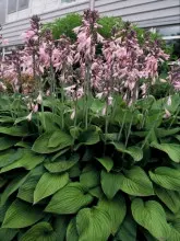 Hosta fortunei 'Hyacinthina', fot. Plant Publicity Holland