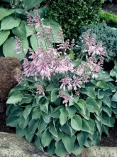 Hosta Blue Cadet, fot. Plant Publicity Holland