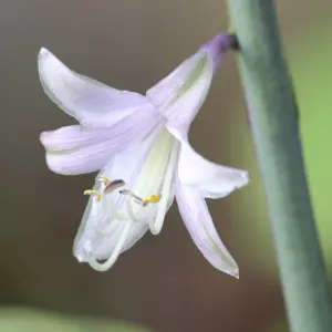 Hosta fot. normanack, Flickr, CC