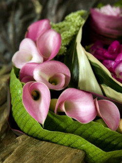 Cantedeskia (Zantedeschia), fot. Biuro Kwiatowe Holandia