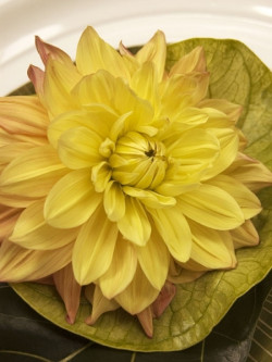 Dalia (Dahlia), fot. Biuro Kwiatowe Holandia