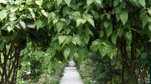 Ogród botaniczny w Powsinie