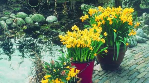 Oczko wodne z wykładziny i z formy