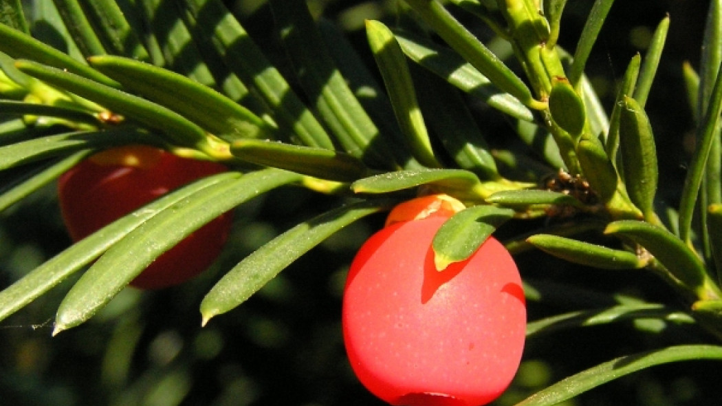 Cis pośredni 'Hicksii'