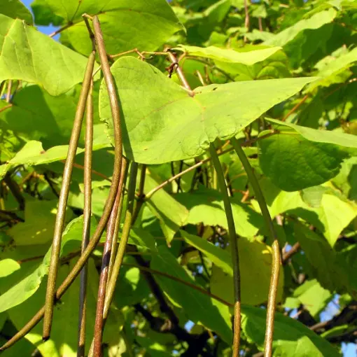 Surmia bignoniowa 'Aurea'
